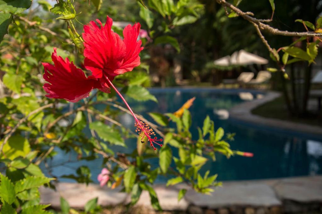 Le Flamboyant Resort Kep Eksteriør billede
